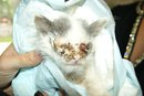 Фото нуждающегося в помощи котенка