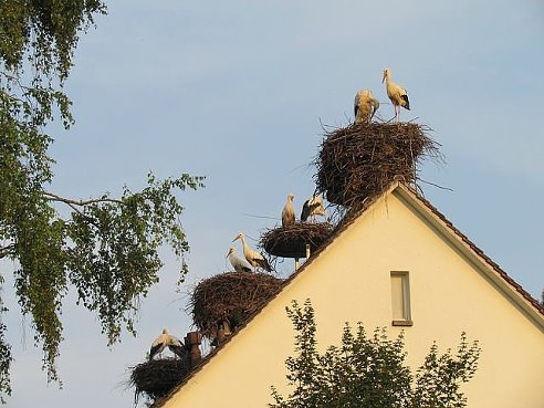 Вот вам всем!