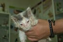 Фото нуждающегося в помощи котенка