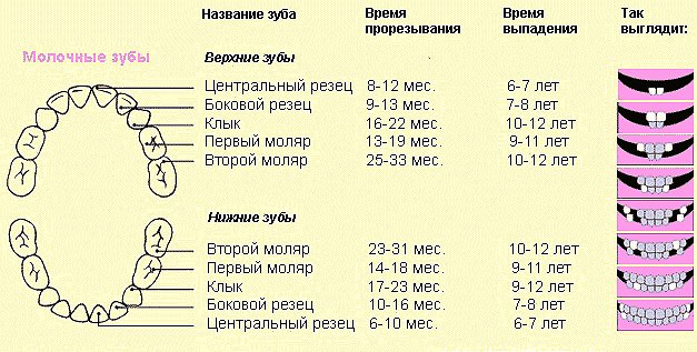Ох, эти зубы...